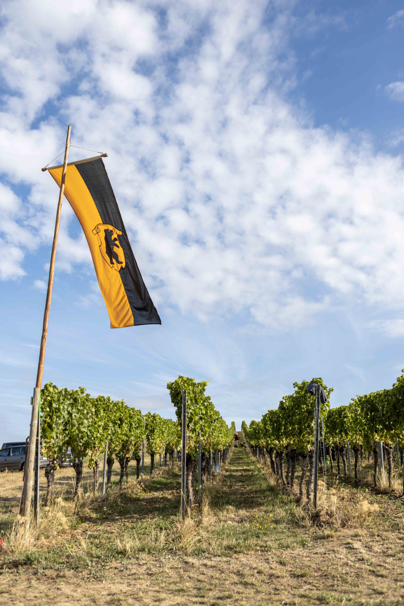 Fahne am Weinberg