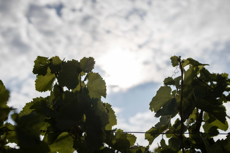 Blick in den Himmel