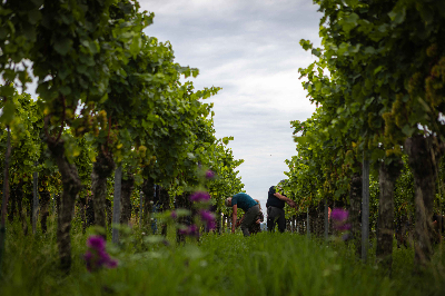 Weinlese 2025